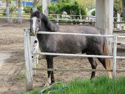 ウィッシュで生まれた子馬
