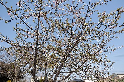 河津桜