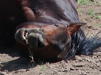 馬の幸せの表情