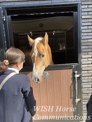 全日本馬場馬術大会