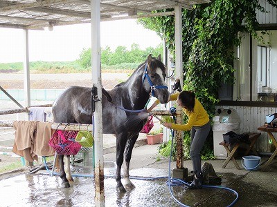 気持ち良さそうな馬