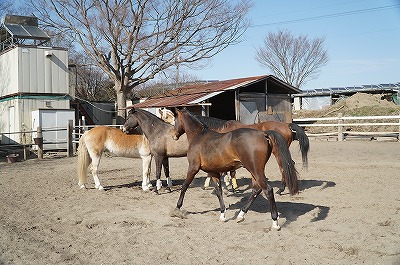 楽しい馬達の会話が見られます