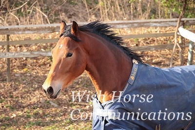 大切にされた馬