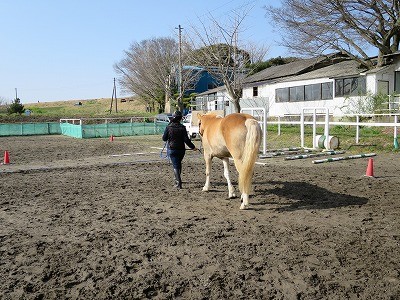 馬とのコミュニケーションレッスン