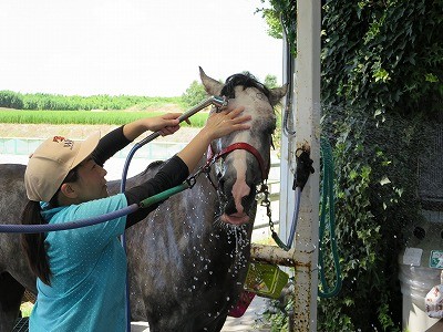 馬の顔も洗いましょう