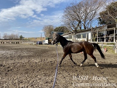馬の調馬索調教