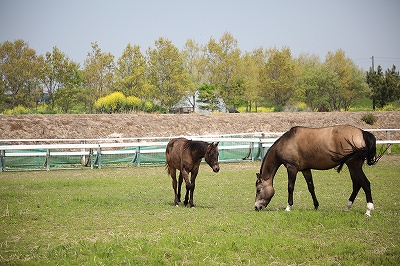 ほのぼの馬の親子が見られます