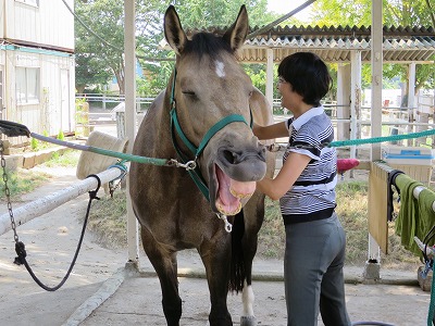 馬が喜ぶ顔