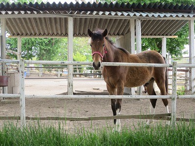 新馬調教　放牧は必ず