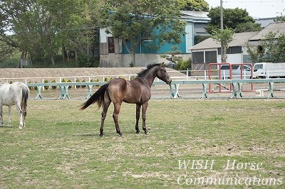 かっこいい乗馬