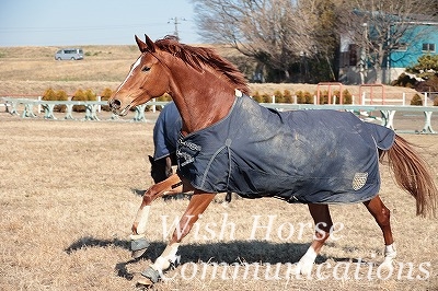 馬は賢い