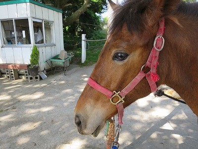 新馬調教　信頼のサイン