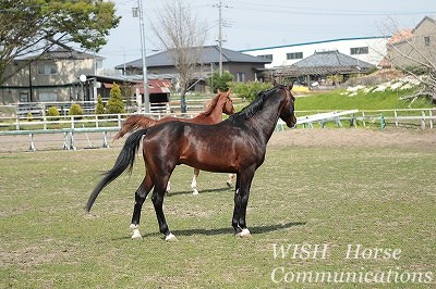 平和な乗馬