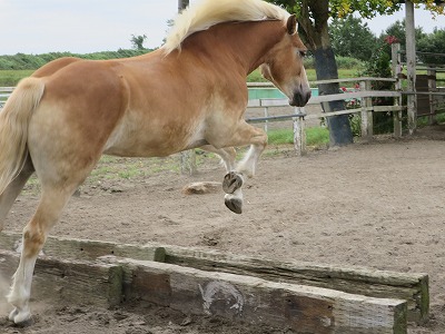 馬の自由飛越