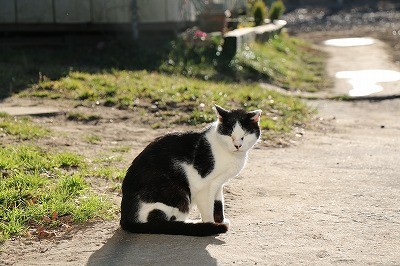 ウィッシュの猫たち