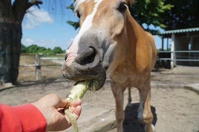 楽しい馬とのふれあい