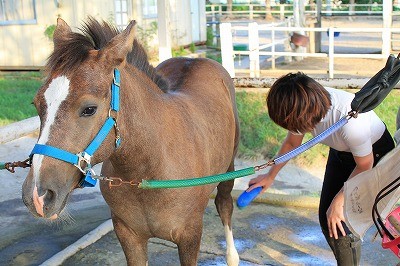 馬への想い