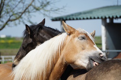 仲良しの馬達