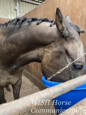 馬術競技会