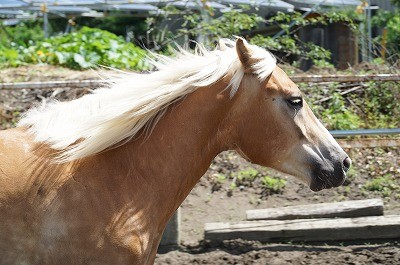 風の中の馬達