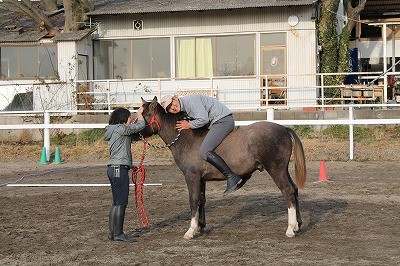 馬の教育