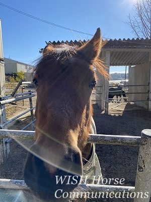 乗馬は調和