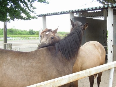 馬の相互グルーミング行動