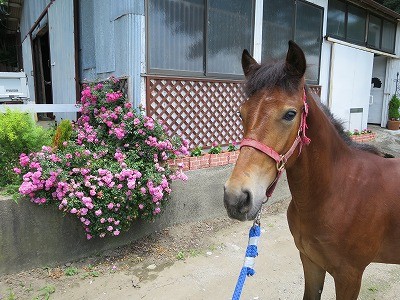 新馬調教は愛情と健康から