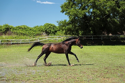 素直に呼応する馬
