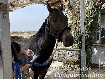 馬の気持ちを考える乗馬