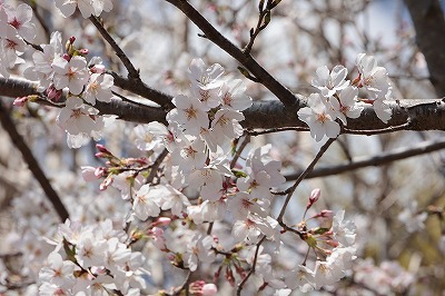 牧場の桜