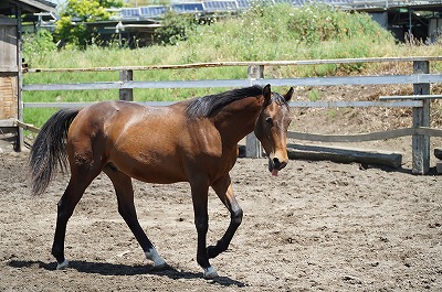 生き生きとした馬達