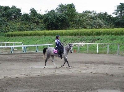 愛情乗馬が大好き