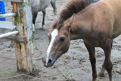 風の中を走る馬