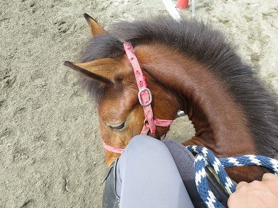 新馬調教　馬の意思を尊重します