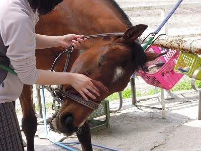 馬が喜ぶ手入れ