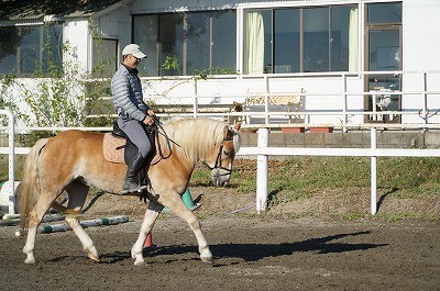 乗馬調教方法