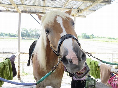 大切に育てられている良い馬達