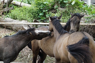 馬との会話