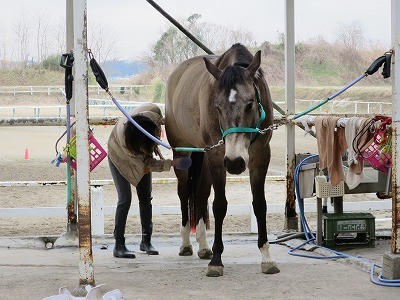 気持ちいい馬の手入れ