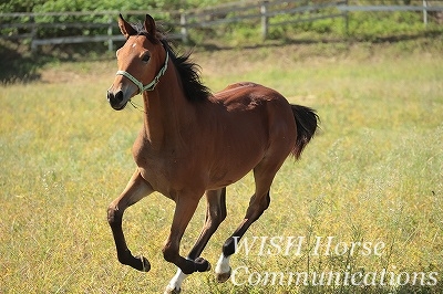 乗用馬の育成馬