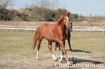 仲良し乗馬