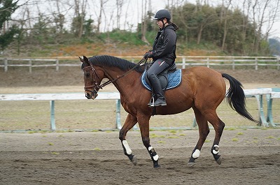 馬に語りかけるように乗る