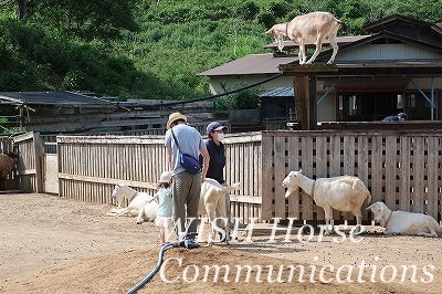 ヤギの回廊