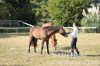 馬に優しくする乗馬