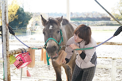 馬が可愛い理由