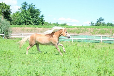 健康でよく調教された馬