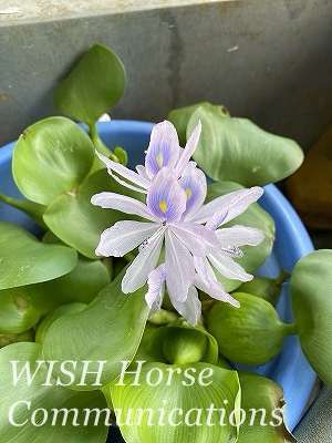ホテイアオイの花