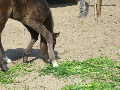 可愛いだけじゃ馬は飼えない