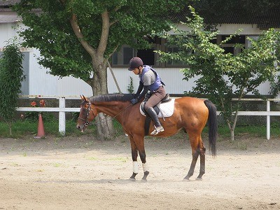 馬とコミュニケーション